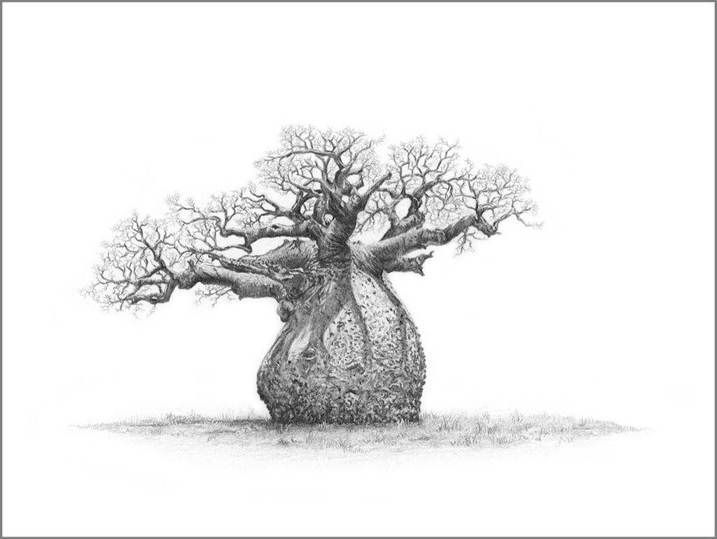Pencil drawing of a large baobab tree with intricate branches on a white background